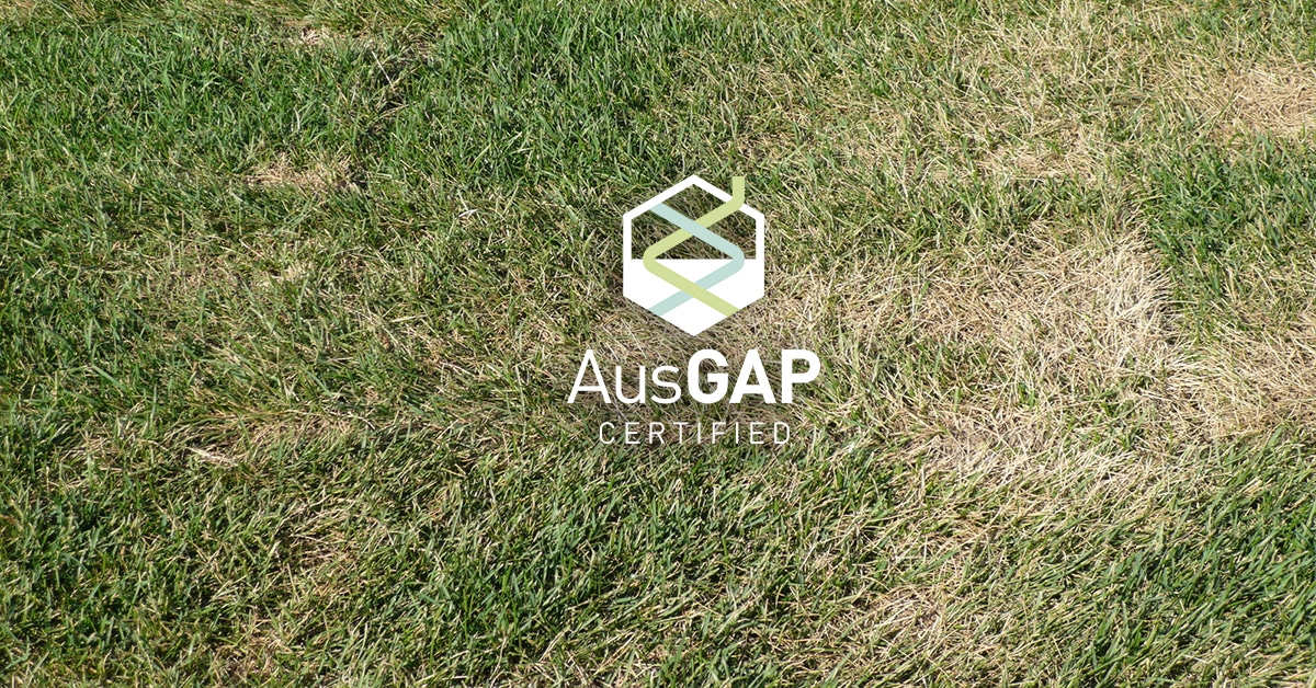 Bermudagrass Stress Responses