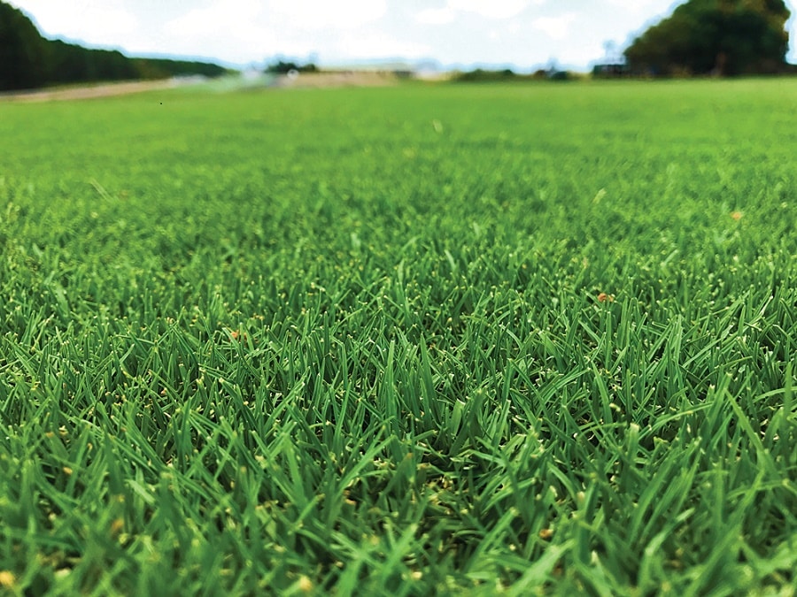 Why we should use natural turfgrass over synthetic