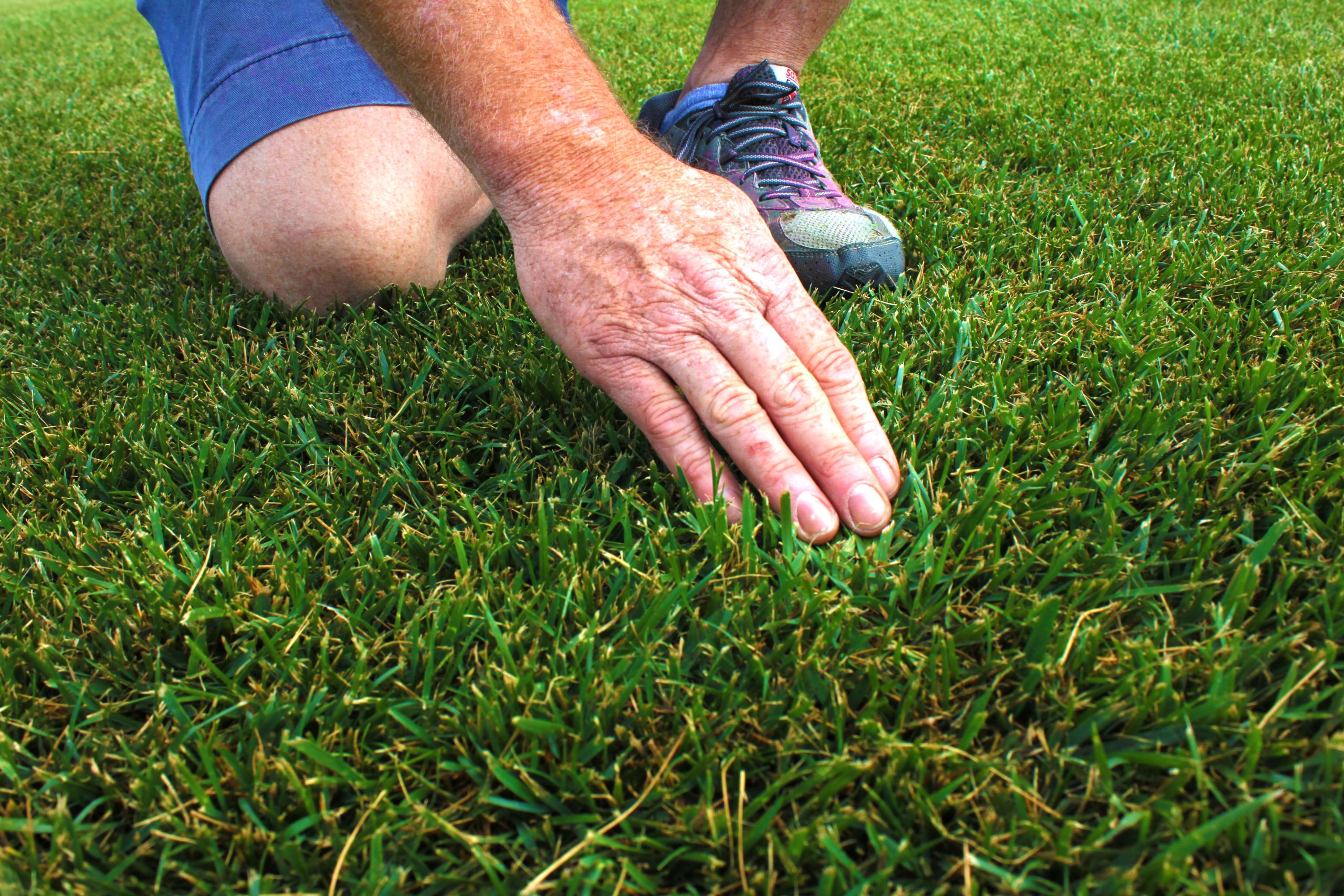 Turf Certification – What is it and Why is it Important?
