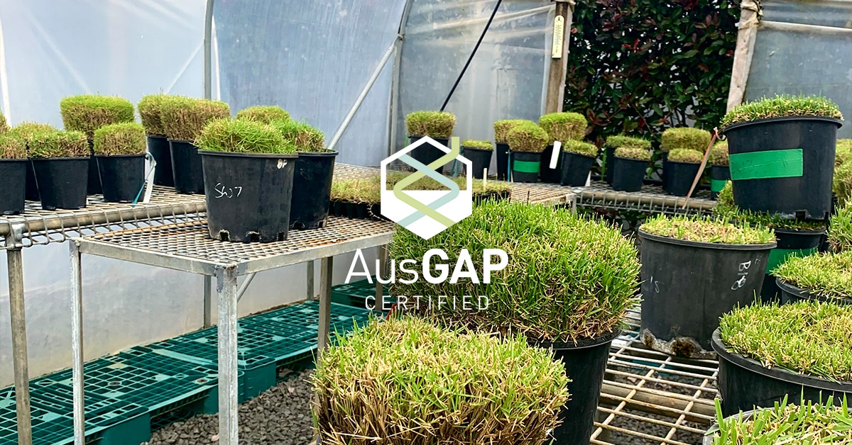 Turfgrass Breeding for Certification