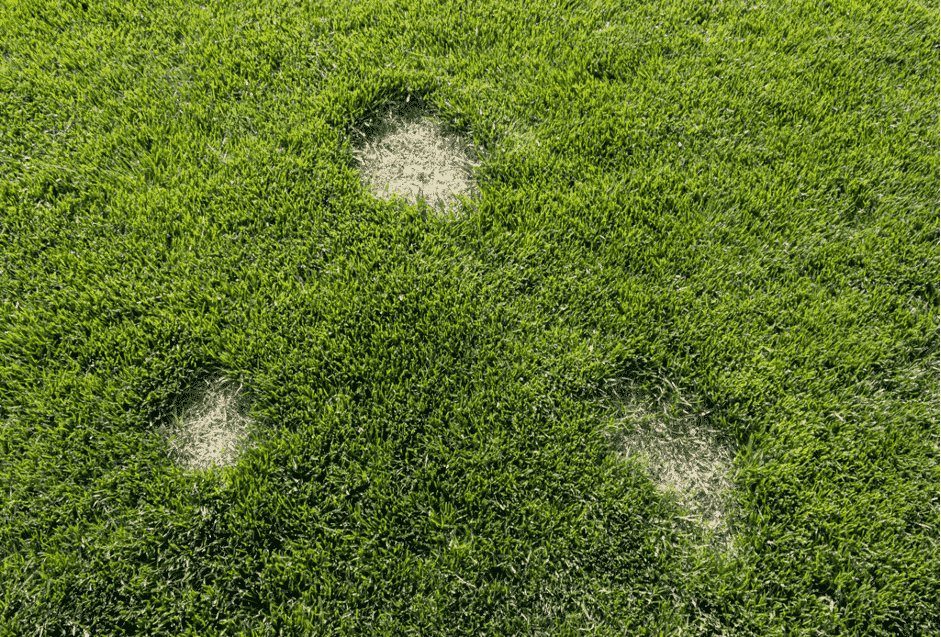 What are common causes of dry patches in turf?