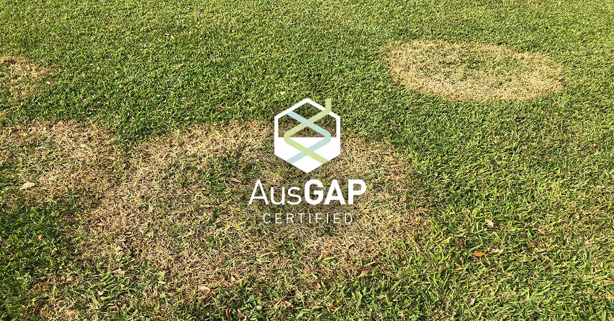 Turfgrass management practices effects on turfgrass disease