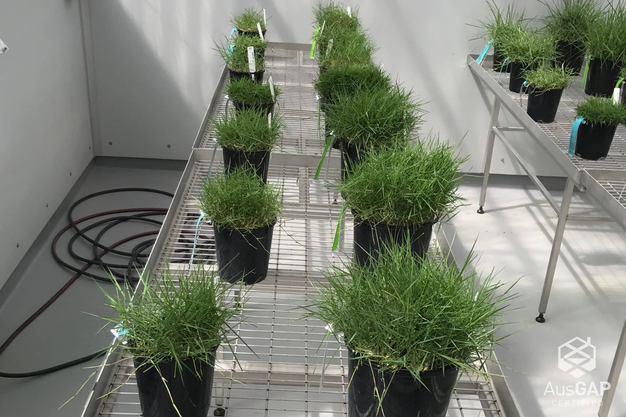 The future of turfgrass management | AusGAP Certified