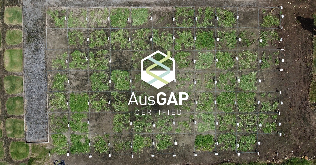 The process of introducing new turfgrasses into Australia